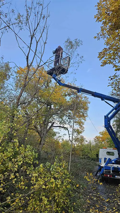 Рязане на дървета паднали на електро преносните линии – с. Черешовица, Берковица