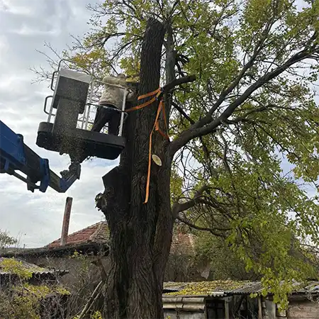 Рязане и кастрене на опасни дървета